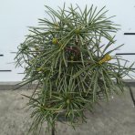 Dáždnikovec praslenovitý (Sciadopitys Verticillata) - japonská borovica – výška 20-30 cm, kont. C3L